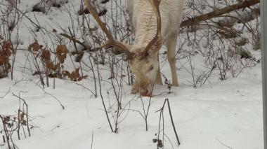 Dzikie zwierzęta w mieście