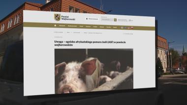 ASF zaatakował – ogromna ilość świń do wybicia